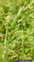 Bromus commutatus