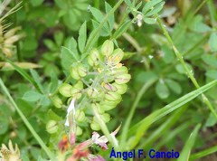 Lepidium hirtum