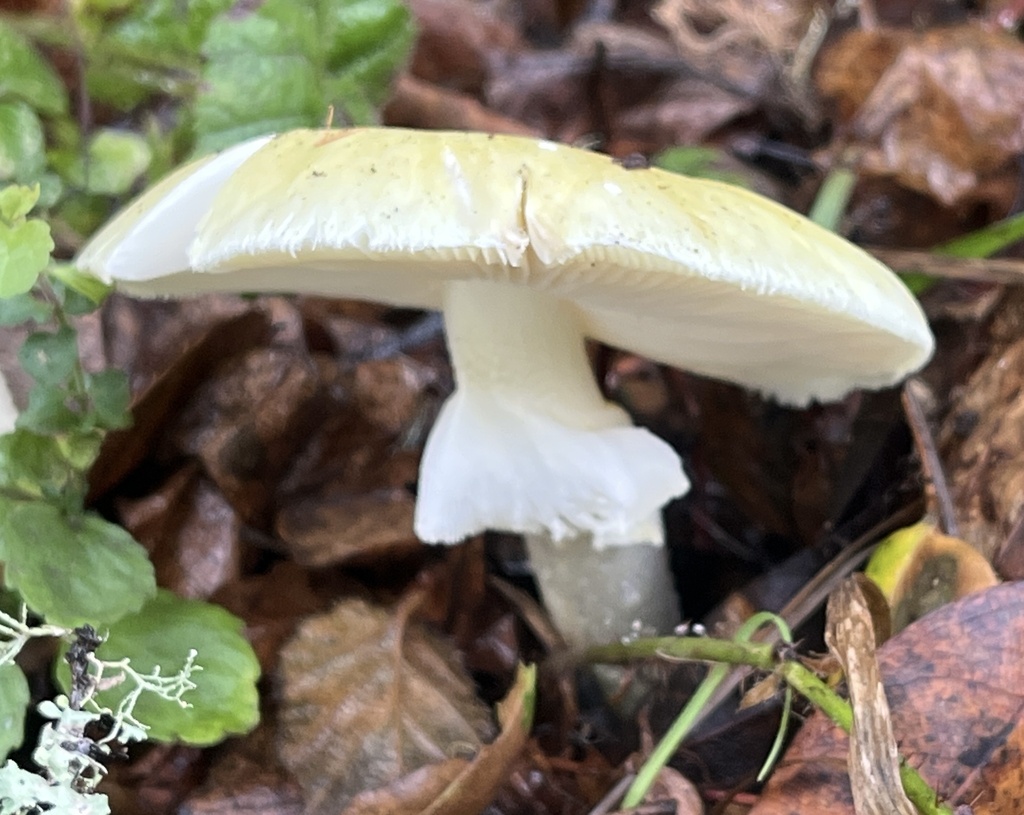 Amanita phalloides · November 2025 · photo: © joqatana (iNaturalist, cc-by)