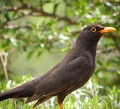 Turdus chiguanco