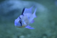 Mikrogeophagus altispinosus