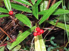 Ardisia lindleyana