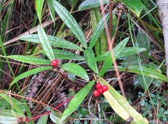 Ardisia lindleyana