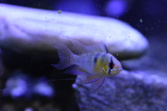 Mikrogeophagus