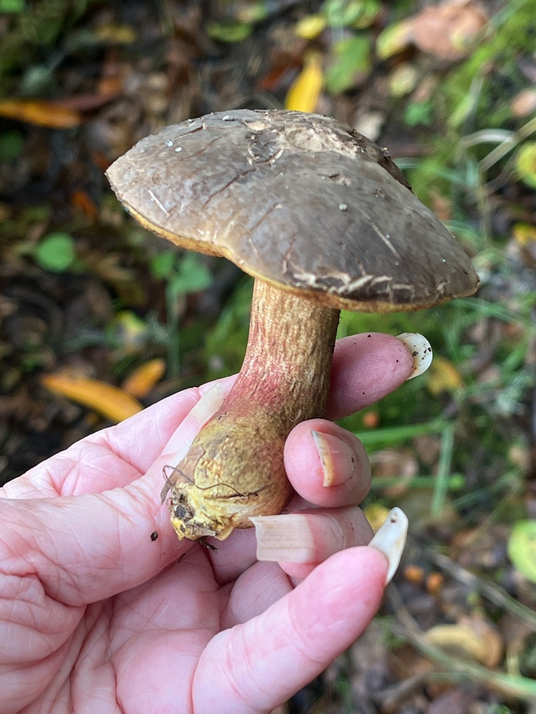 Xerocomellus dryophilus · November 2025 · photo: © joqatana (iNaturalist, cc-by)