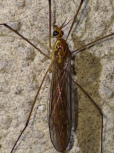 Unknown species found near Pensacola, FL 32506, USA