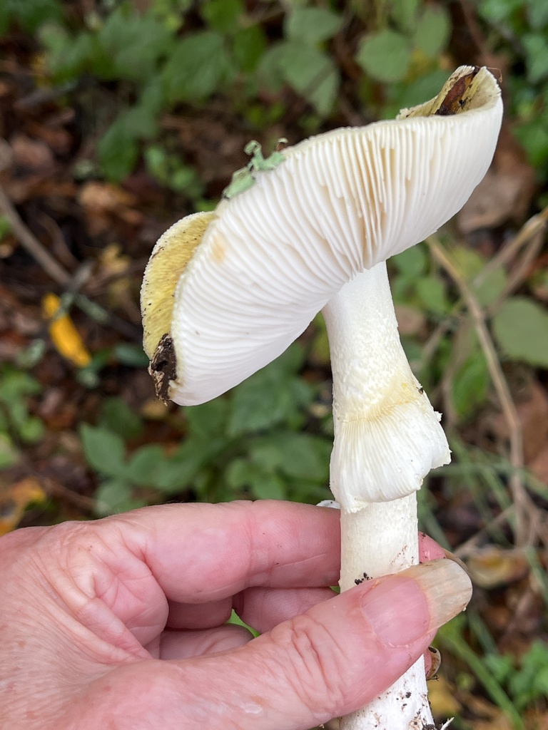 Amanita phalloides · November 2025 · photo: © joqatana (iNaturalist, cc-by)