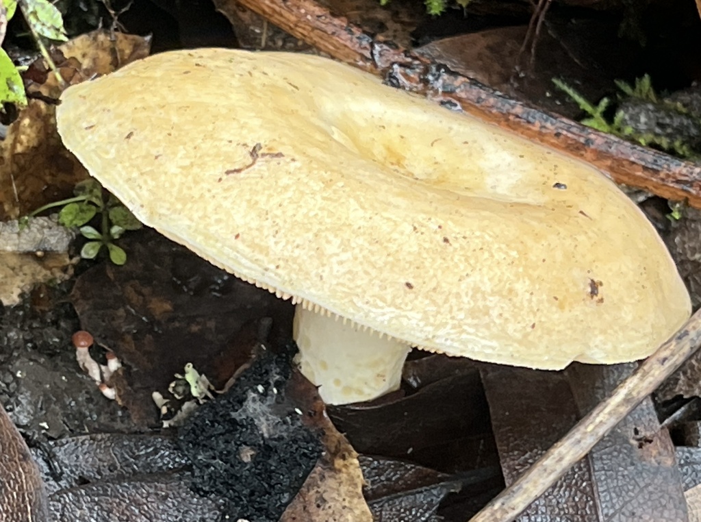 Lactarius alnicola · November 2025 · photo: © joqatana (iNaturalist, cc-by)