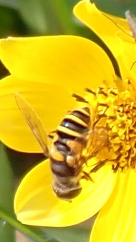 Unknown species found near Gadsden County, FL, USA