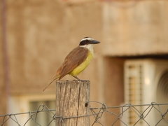 Pitangus sulphuratus