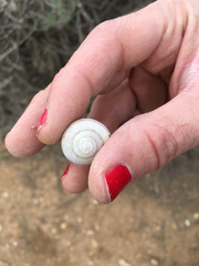 Helminthoglypta traskii