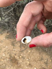 Helminthoglypta traskii