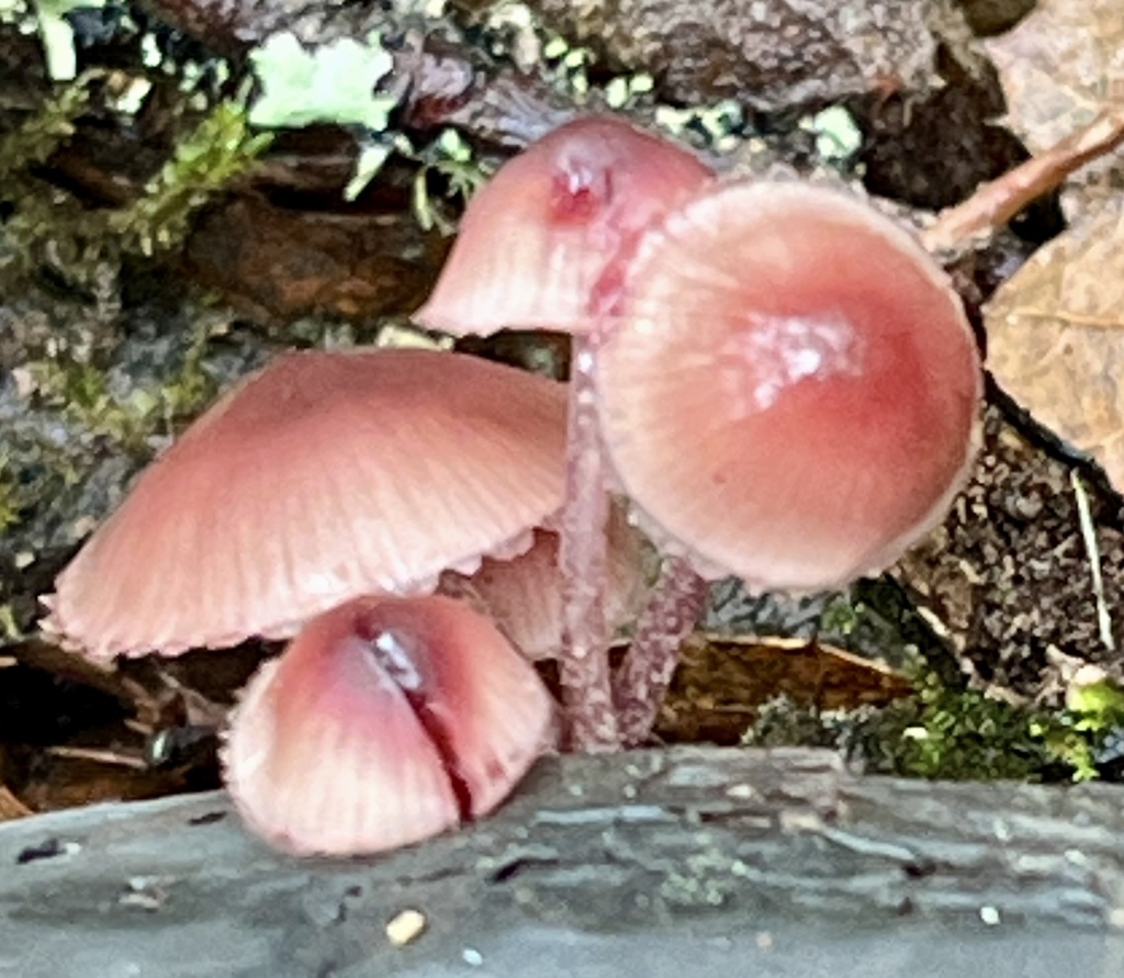 Mycena haematopus · November 2025 · photo: © joqatana (iNaturalist, cc-by)