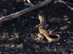 Leiocephalus stictigaster