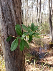 Pieris phillyreifolia
