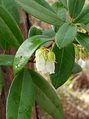 Pieris phillyreifolia