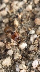 Pheidole barbata