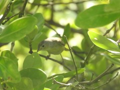 Vireo pallens