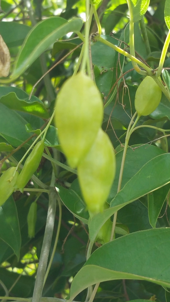 Paederia bojeriana