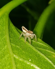 Megafreya sutrix
