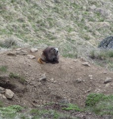 Marmota olympus