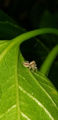 Megafreya sutrix