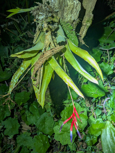 Quesnelia liboniana, photograph 5