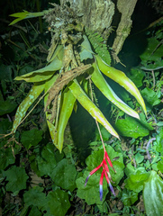 Quesnelia liboniana, photograph (c) Tom Field, some rights reserved (CC BY)