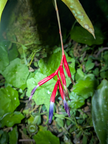 Quesnelia liboniana, photograph 4