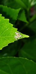 Megafreya sutrix