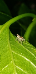 Megafreya sutrix