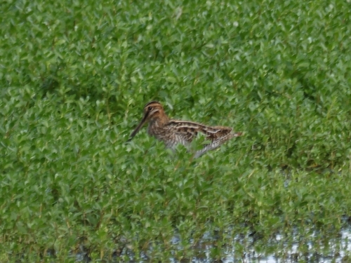Gallinago gallinago, 2025-11-06