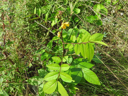 Fedegoso (Senna occidentalis)