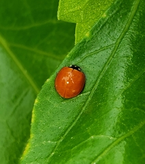 Cycloneda sanguinea