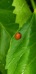 Cycloneda sanguinea