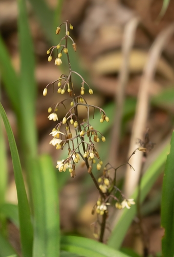 Dianella intermedia observed 2025-11-06