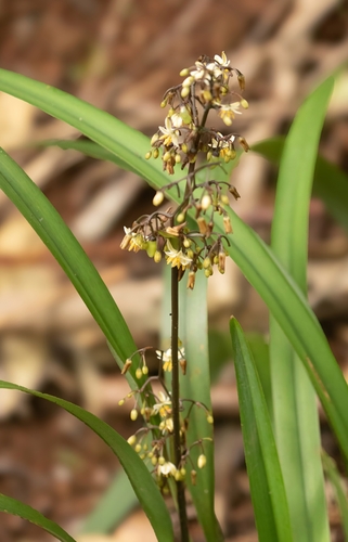 Dianella intermedia observed 2025-11-06