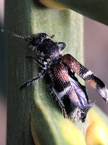 Blackburniella, 2025-11-06