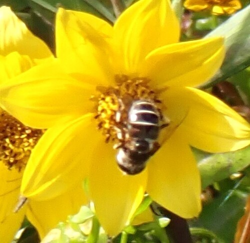 Unknown species found near Gadsden County, FL, USA