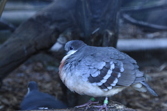 Gallicolumba luzonica