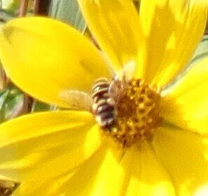 Unknown species found near Gadsden County, FL, USA