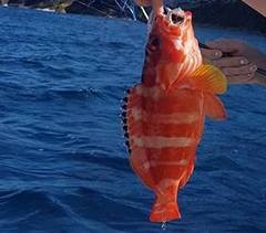 Epinephelus fasciatus