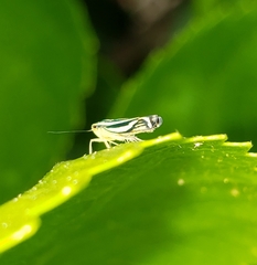 Sibovia sagata