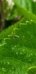 Sibovia sagata