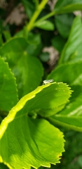 Sibovia sagata