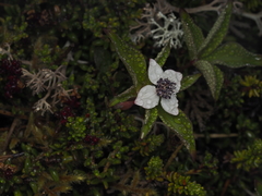 Cornus unalaschkensis, photograph Abby Hyde, CC BY, iNaturalist via GBIF