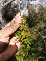 Bursera laxiflora