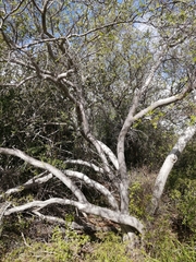 Bursera laxiflora