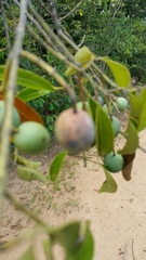 Calophyllum
