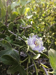 Passiflora arida